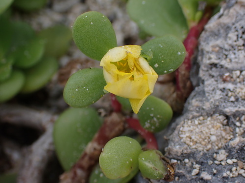 Portulaca lutea observed 2024-05-25