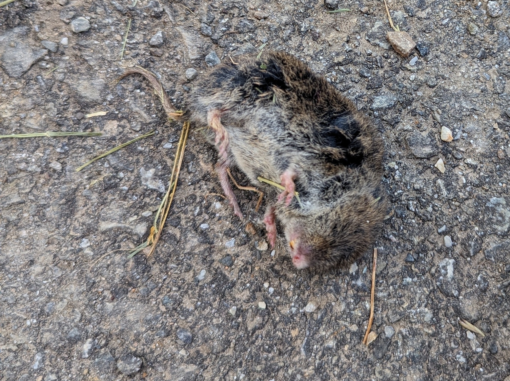 Gerbe's Vole photo 3