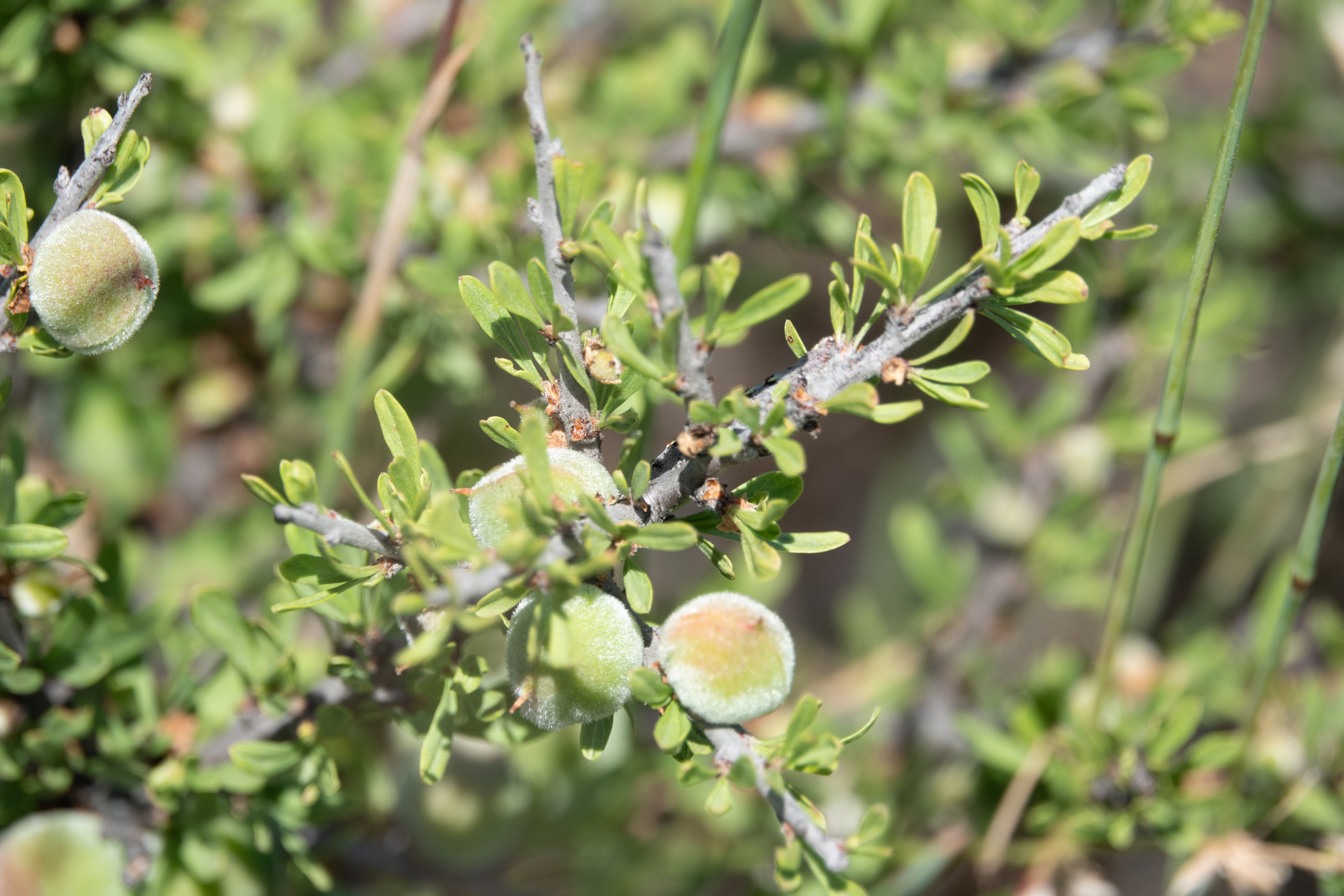 Prunus fasciculata var. punctata