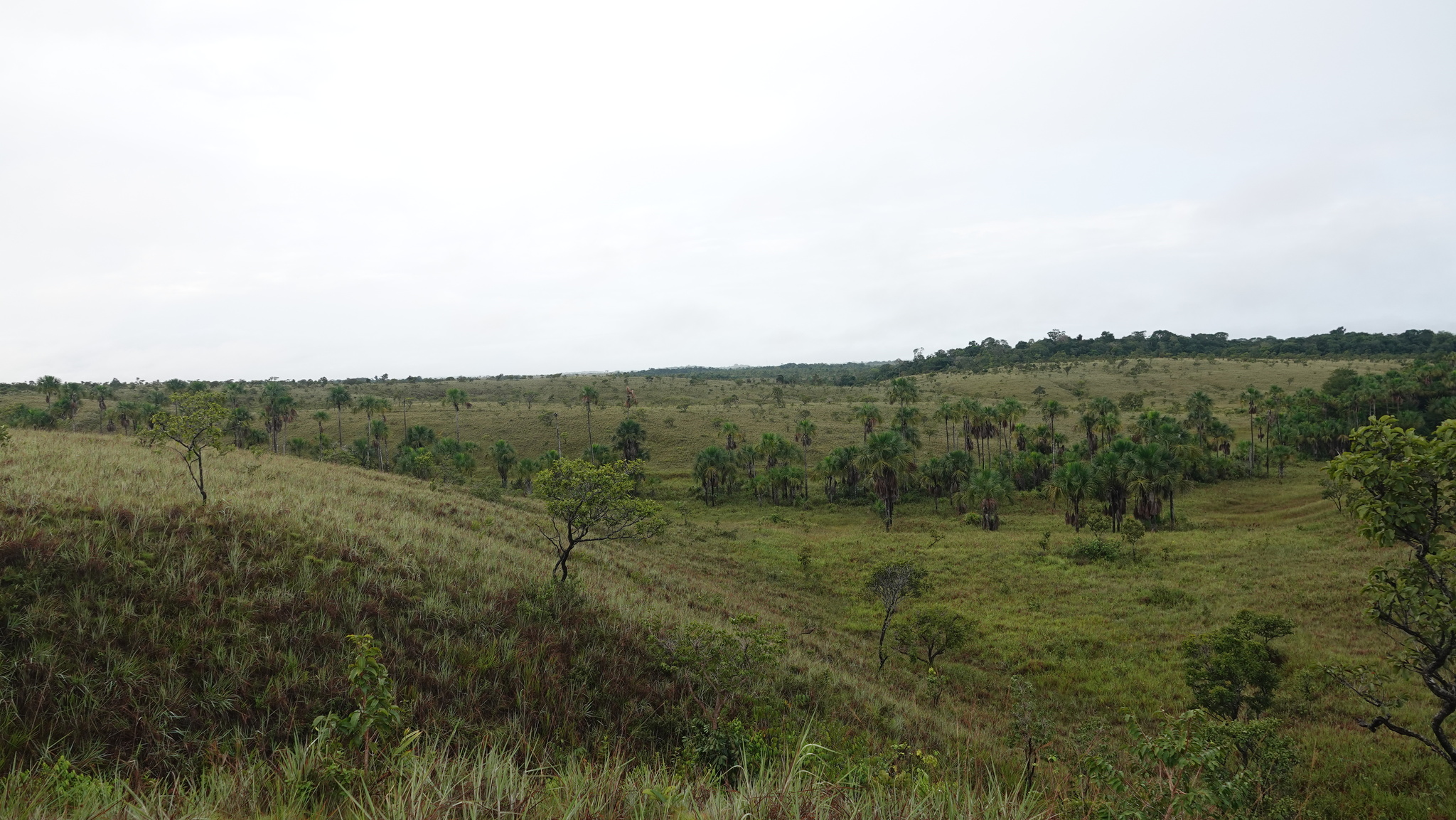 Mauritia flexuosa