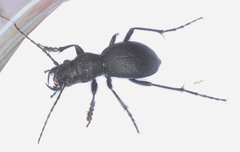 Omus californicus