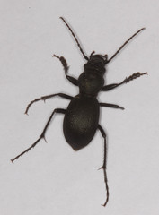 Omus californicus
