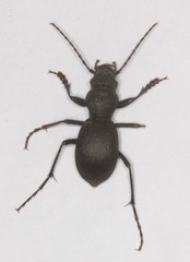 Omus californicus