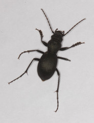 Omus californicus