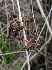 Decodon verticillatus