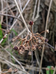 Decodon verticillatus