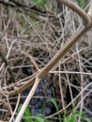 Decodon verticillatus