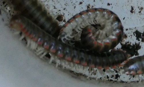 Chilled Twisted-Claw Millipede