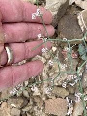 Eriogonum rotundifolium