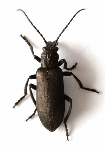 Ditylus quadricollis LeConte, 1851