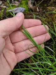 Carex trisperma