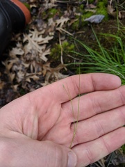 Carex trisperma