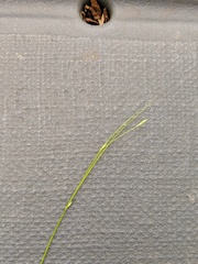 Carex trisperma