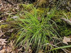 Carex trisperma