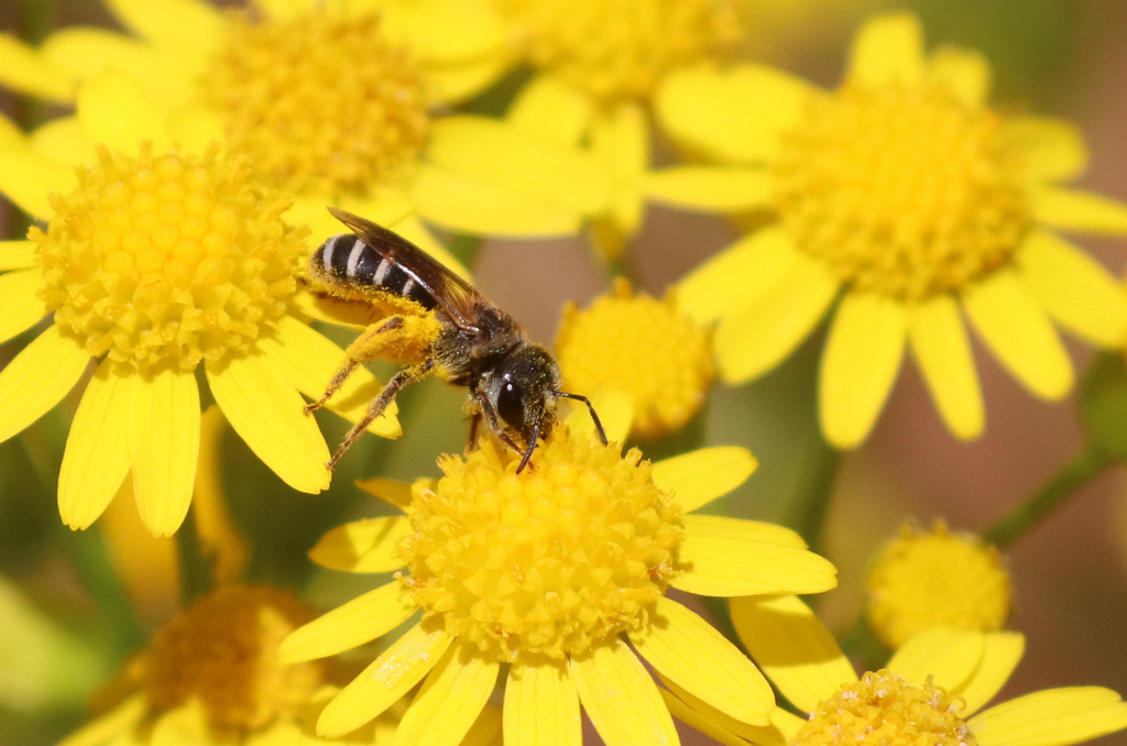 Furrow Bees in May 2024 by plantmandrew · iNaturalist