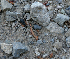 Protolophus tuberculatus