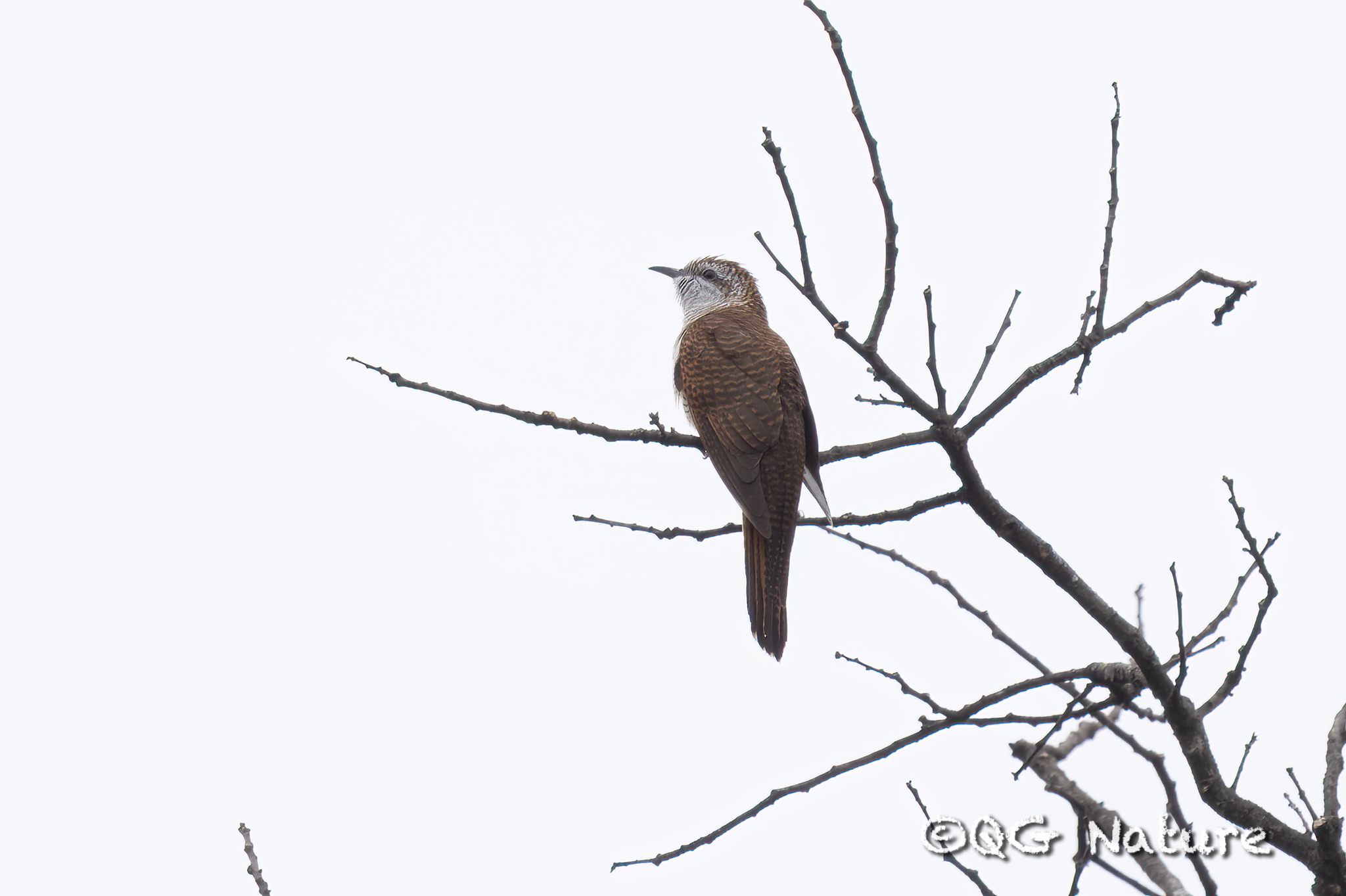 Banded Bay Cuckoo