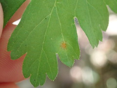 Cronartium ribicola