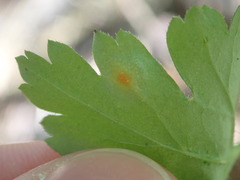 Cronartium ribicola