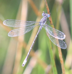 Lestes stultus