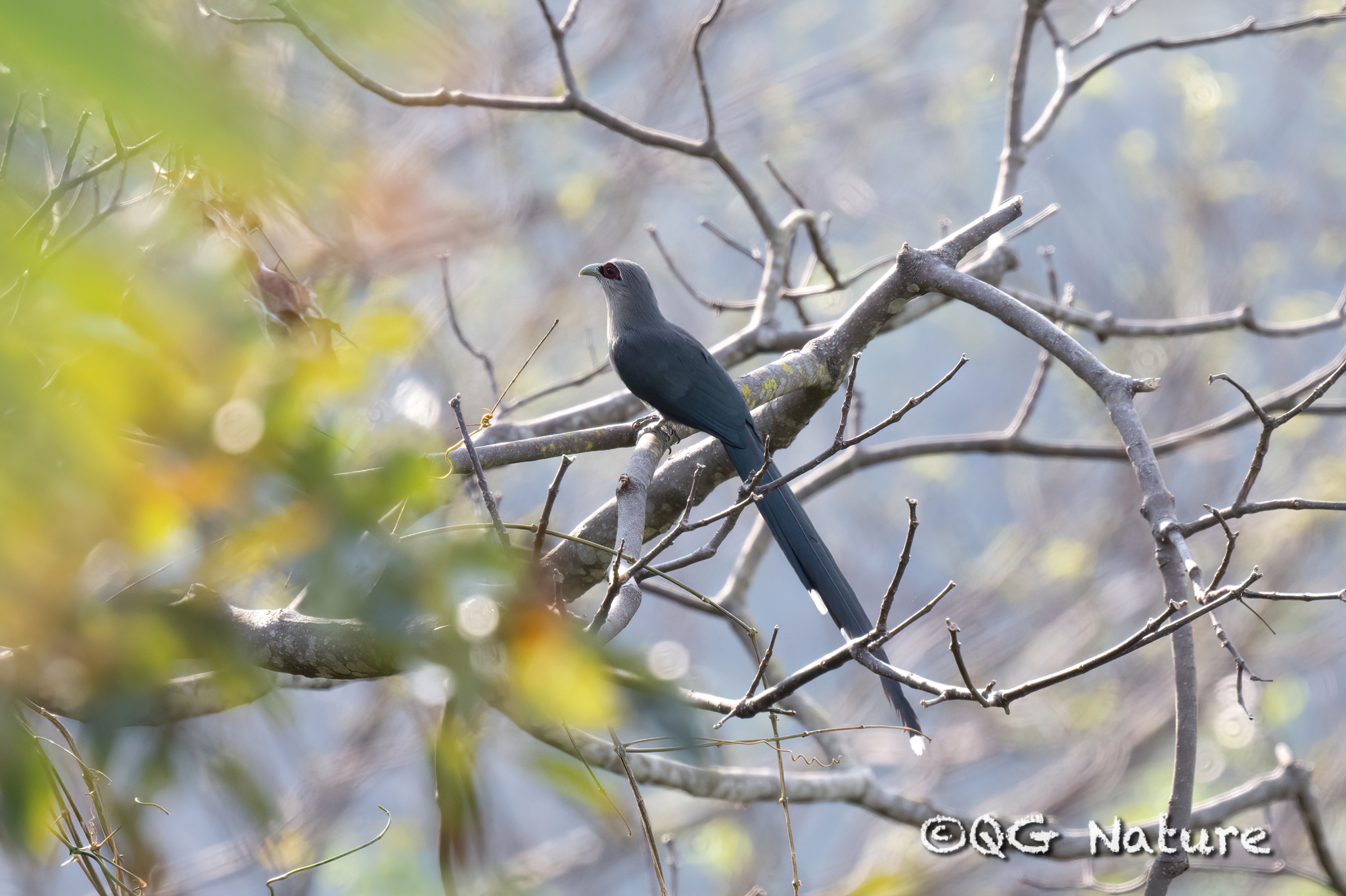Green-billed Malkoha