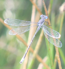 Lestes stultus