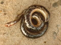 Typhlopidae