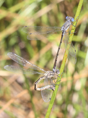 Lestes stultus