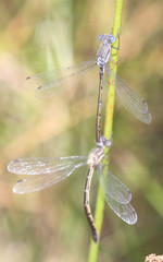 Lestes stultus