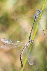 Lestes stultus