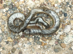 Typhlopidae