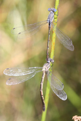 Lestes stultus