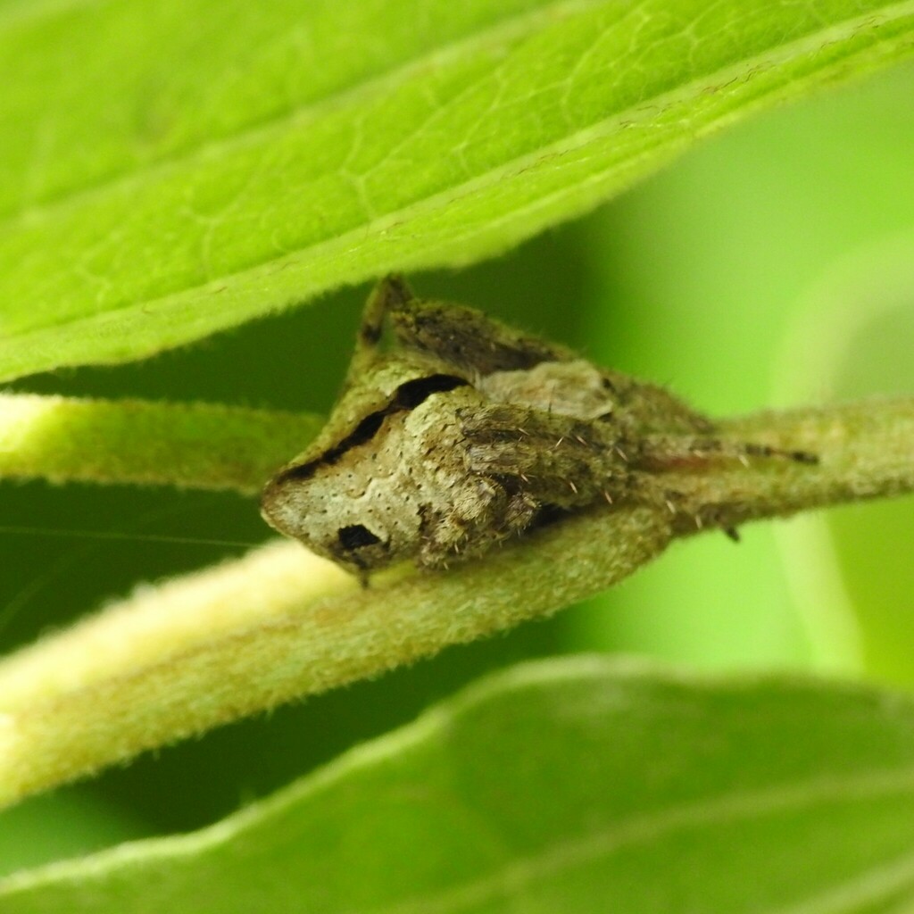 Humpbacked Orbweaver in May 2024 by Donna J. Parry. On *Cornus ...