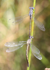 Lestes stultus