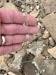 Eriogonum rotundifolium