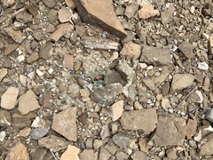 Eriogonum rotundifolium