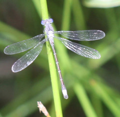 Lestes stultus