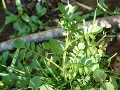 Cardamine pratensis