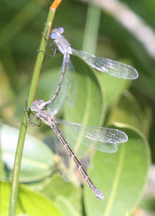 Lestes stultus