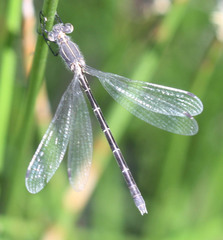 Lestes stultus
