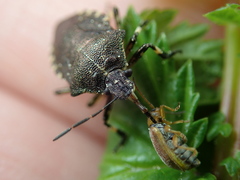 Rhacognathus punctatus