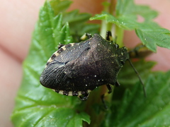 Rhacognathus punctatus