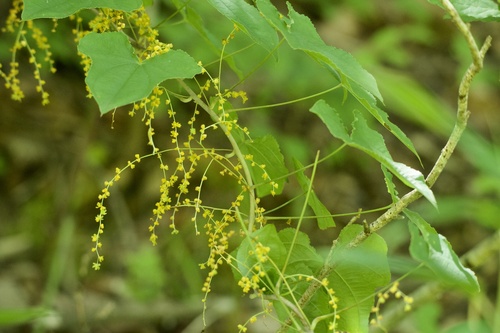 Dioscorea gracillima (Dioscorea gracillima)