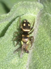 Heliophanus apiatus