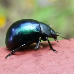 Leptinotarsa haldemani