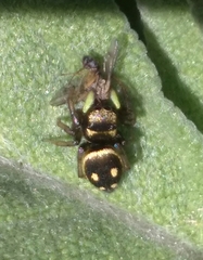 Heliophanus apiatus