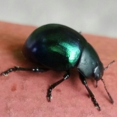 Leptinotarsa haldemani