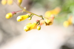 Penstemon azureus