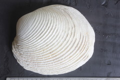 Periglypta multicostata