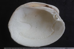 Periglypta multicostata